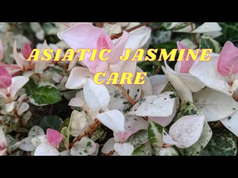 HOW TO GROW, CARE & PROPAGATE ASIATIC JASMINE  || SNOW IN SUMMER/TRACHELOSPERMUM ASIATICUM TRICOLOR