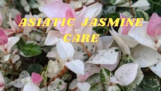 HOW TO GROW, CARE & PROPAGATE ASIATIC JASMINE  || SNOW IN SUMMER/TRACHELOSPERMUM ASIATICUM TRICOLOR