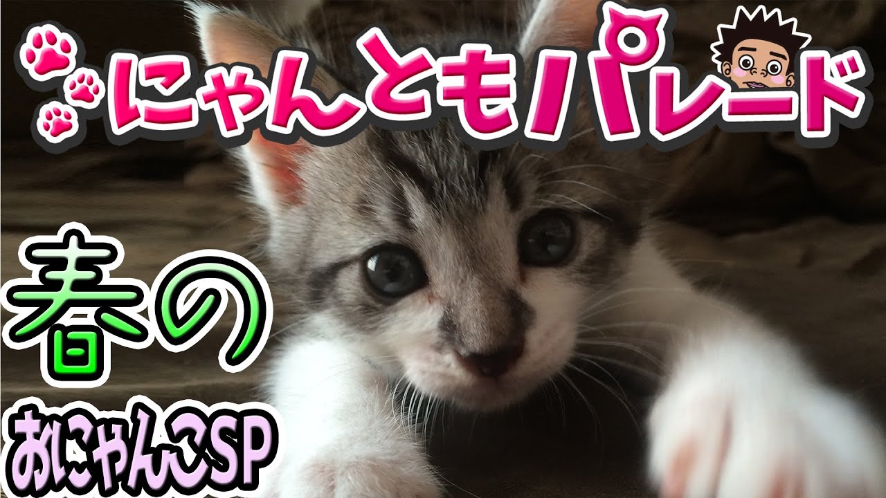 みんなの猫】春のおにゃんこSP〜にゃんともパレード〜 - YouTube