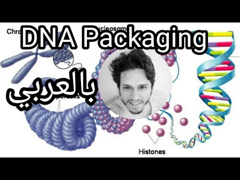 DNA packaging , histones, chromatin, chromosomes - شرح بالعربي