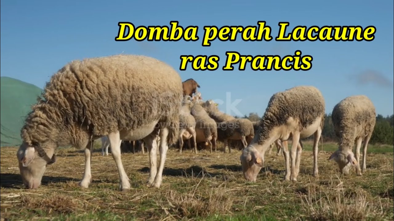 Video kehidupan domba di pedesaan Prancis Di beri pakan gulungan jerami kering 