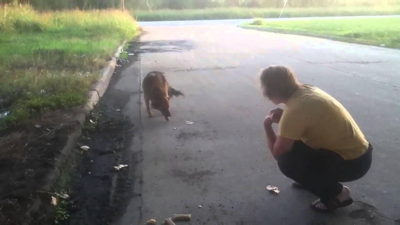 rescue dogs rock nyc Friend of Radius. 10.12