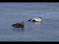 Common Eider in Iceland