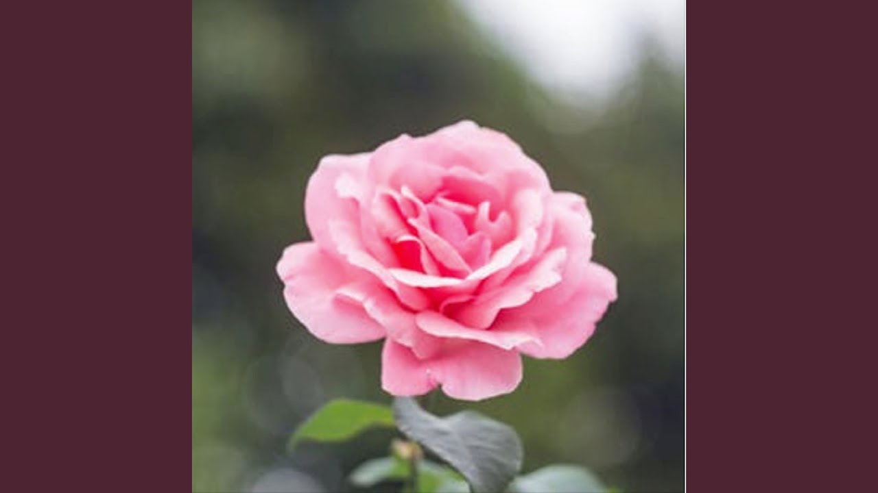 Watch Pink Rose on YouTube Watch Pink Rose on YouTube