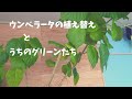 休日の楽しい仕事、大きなウンベラータの植え替え。お部屋のグリーン６種類を紹介。ドウダンツツジ・レモン・プルメリア