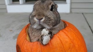 Pumpkin rabbit stk test 