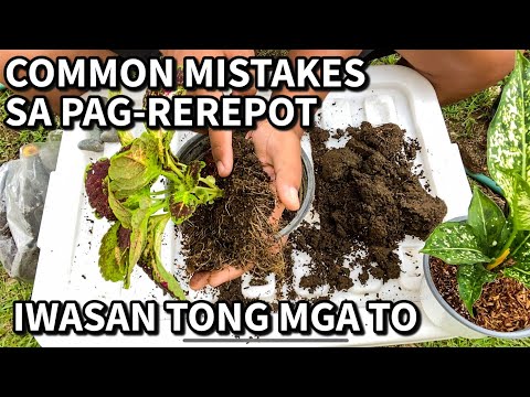 Video: Kailan ang Oras na Mag-repot ng Halamang Bahay