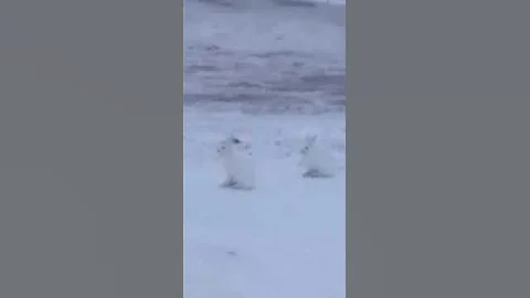 Полярные зайцы