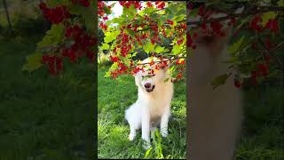 Akita Inu didn’t like the Berries #akitainu  #dogs #shorts