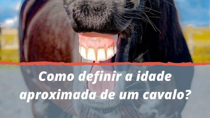 Sinais na face dos cavalos – Hipismo&Co