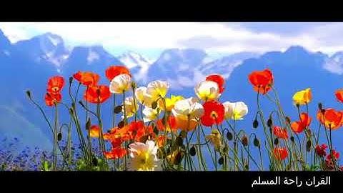 سورة لقمان. ختمة عام 1437. #القارئ_عصام_حمود