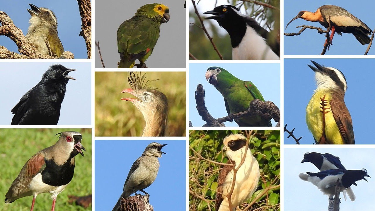 20 Cantos poderosos: Acauã, seriema, curicaca, papagaio, quero-quero, trinca ferro, anu branco.