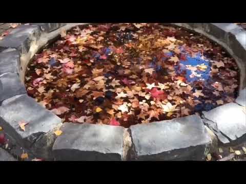 autumn-season-🍁-maple-leaves-fall-🍂-one-of-the-beautiful-seasons-of-the-year,-australia