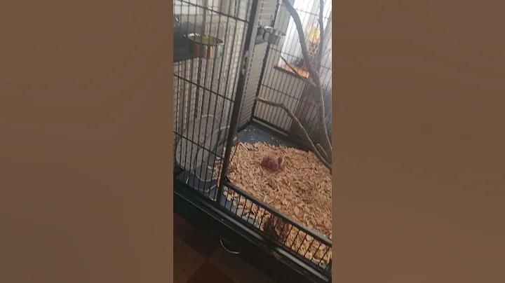 cage xxl zoomalia pour perroquet.