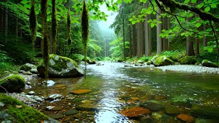 Forest Ambience Birds Singing Beautiful Stream Sounds for Deep Rest, Medicine,Study Focus Sleep ASMR