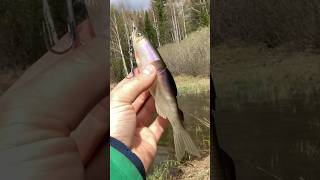 Megabass Magdraft Ayu Twitcher 18 см 39 грамм (до дамбы не дошли)