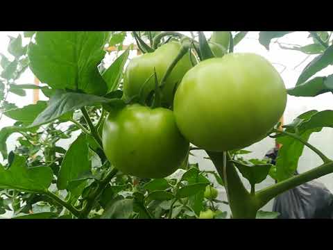 Ранни домати:обзор на сортовете(последна част)