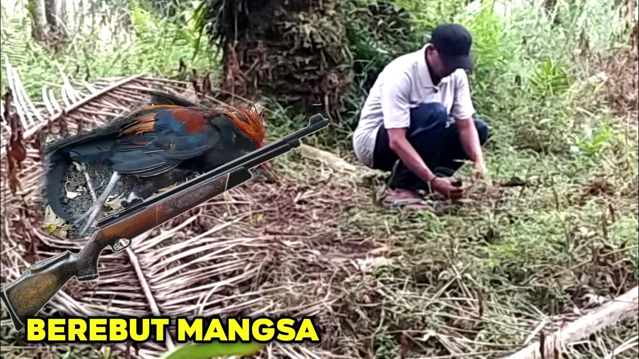 KENA DORR...,KETIKA AYAM HUTAN MENDATANGI PIKAT