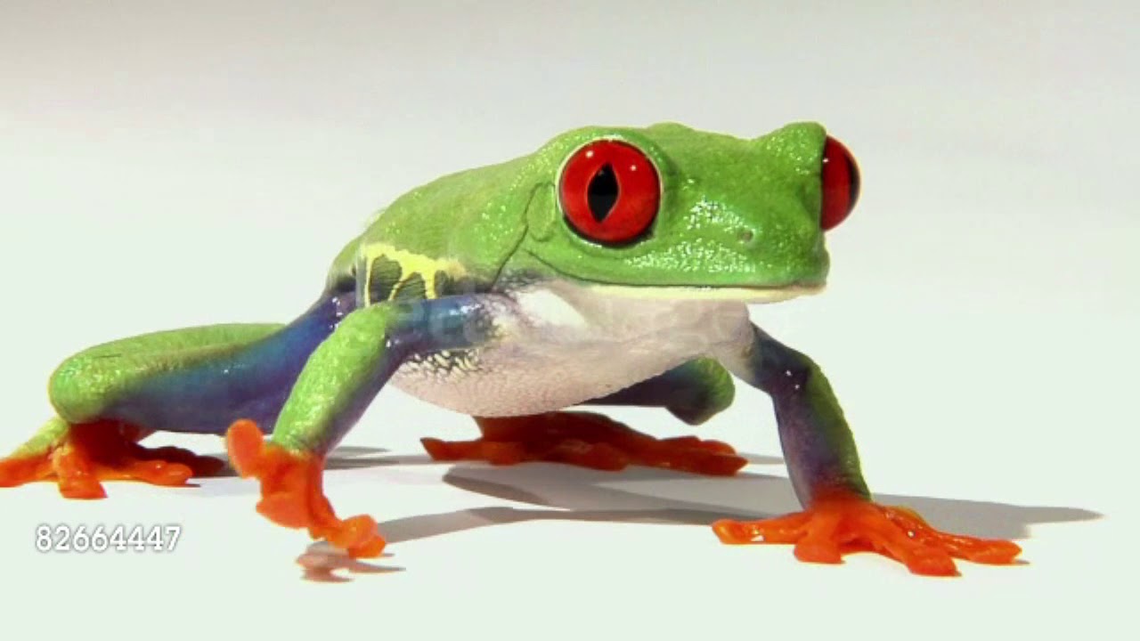 Baby Shakespeare Recital Book Remake