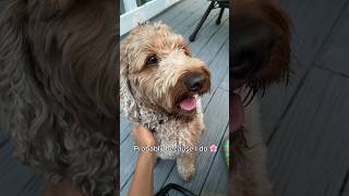 Do you guys agree?…  #labradoodle #funnyシ #shorts #dog