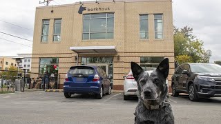 Barkhaus Dog Bar review - Alexandria, VA