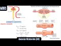 Glomerular Filtration, GFR, Starling forces, Clearance, Factors affecting GFR, #MBBS, #NEETPG