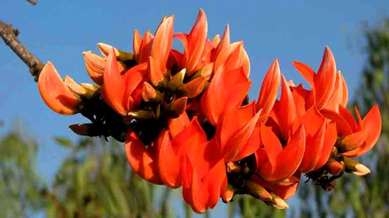 video ๐ฅ๐ณ๐งก Grow the Sacred Flame-of-the-Forest (Palash): Vibrant Blooms & Cultural Significance! ๐ฑโจ