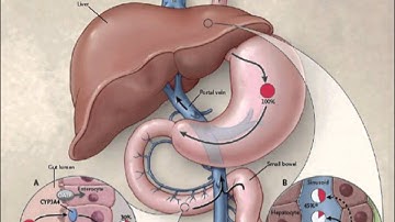 Pharmacokinetic Interactions: How They Work