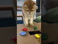 Spoiler: The Cat Was Not Impressed 🙄