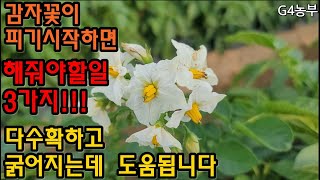 감자꽃이 피기시작하면 해줘야할일3가지 감자다수확 감자굵어지는방법 #감자꽃피느시기 #감자재배방법 #감자꽃따주기 #감자추비주기 #감자물주기