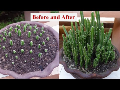 ვიდეო: შეიტყვეთ მეტი Fairy Castle Cactus Care-ის შესახებ