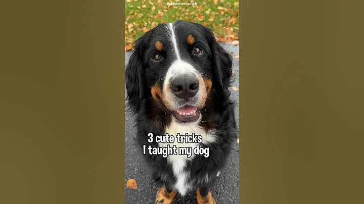 3 Cute Tricks To Teach Your Dog 😁 #bernesemountaindog #dogtricks #dogtraining #dogtrick #smartdog