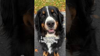 3 Cute Tricks To Teach Your Dog  #bernesemountaindog #dogtricks #dogtraining #dogtrick #smartdog