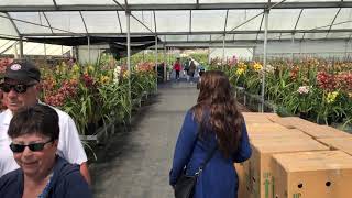 Things to do in San Diego - The Flower Fields of Carlsbad