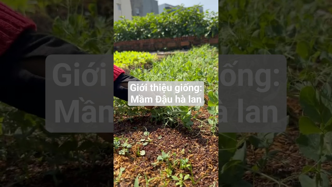 Giới thiệu giống: Đậu Hà Lan ăn ngọn chỉ sau hơn 2 tuần #hatgiongrangdong #rangdongseeds