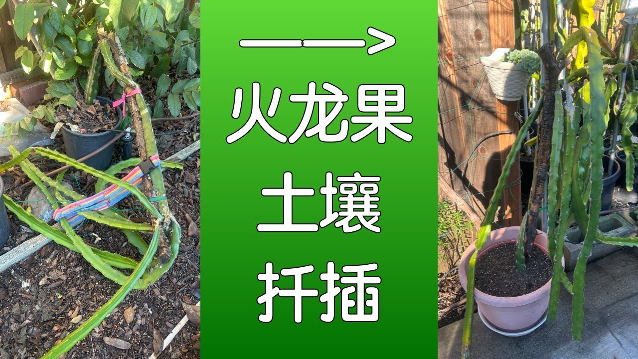 【一起种火龙果之三】大风大雨刮断了一株火龙果，看我怎么独自挽救｜火龙果种植土壤配方｜火龙果扦插