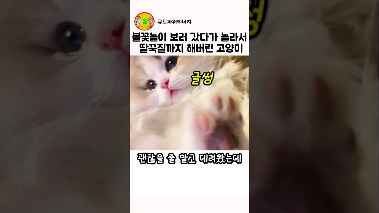 불꽃놀이 보러 갔다가 놀라서 딸꾹질까지 해버린 고양이