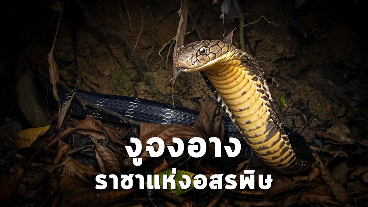 นานาสาระ ตอน งูจงอาง ราชาแห่งอสรพิษ!
