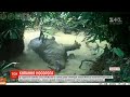 Хіт соцмереж з Індонезії: відео купання рідкісного носорога б’є рекорди переглядів
