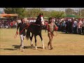 2 teeth Colt category at jasra horse show  2023 (1)