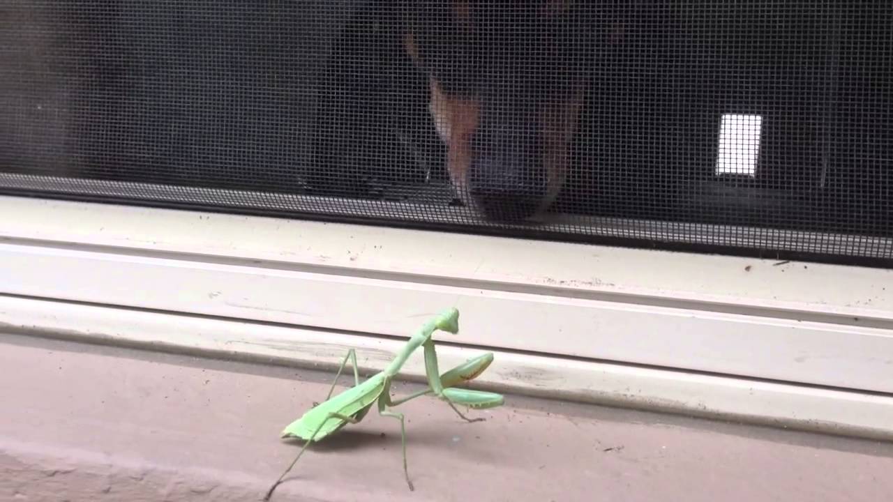Dog and praying mantis