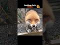 Ranking CUTE Foxes 🦊 #cuteanimals #fox