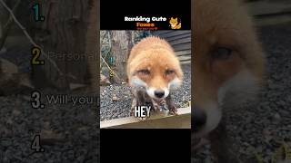 Ranking CUTE Foxes 🦊 #cuteanimals #fox