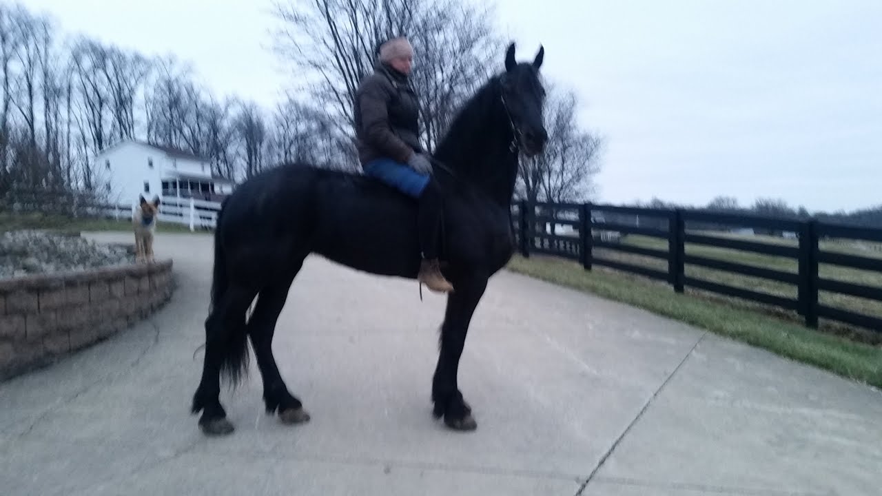 FHANA registered Fresian mare going to Mid Ohio Draft Horse Sale Lot