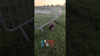 29200 Brest malinois GUN