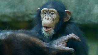 Young Chimp Playtime, Baboon Fight, Lion Mates & More — NC Zoo