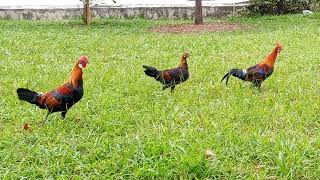 Singapore wild red junglefowl screenshot 2