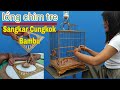 Full tutorial untuk pemula  sangkar cungkok bambu  lng chim tre