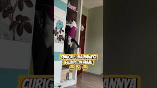Curiga!! Mainannya diumpetin mami 😂🤣😂 #shorts #kucing #kucinglucu