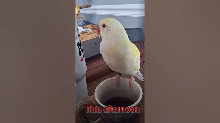 @white_and_fun  12/10/2025 #parrot  #indianringneck #talkingparrot #shorts #Tofuindianringneck